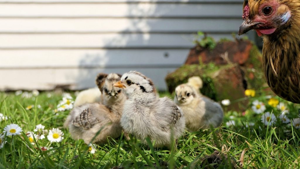 group of chicks with hen
