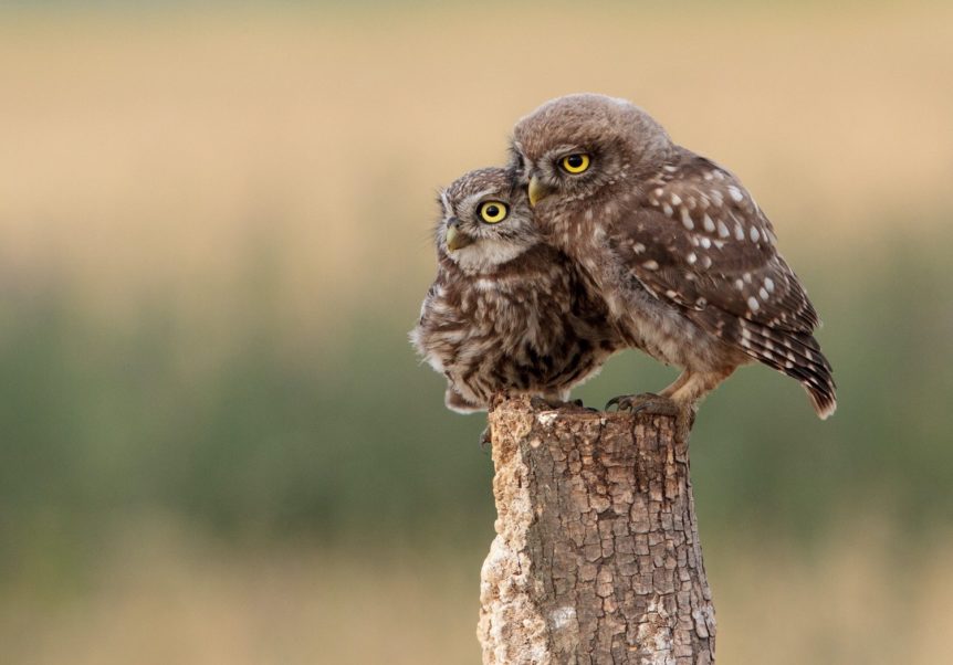 Owls you can store own